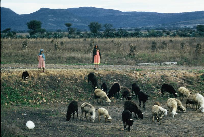 Mexican girls herding sheep, December 1958
