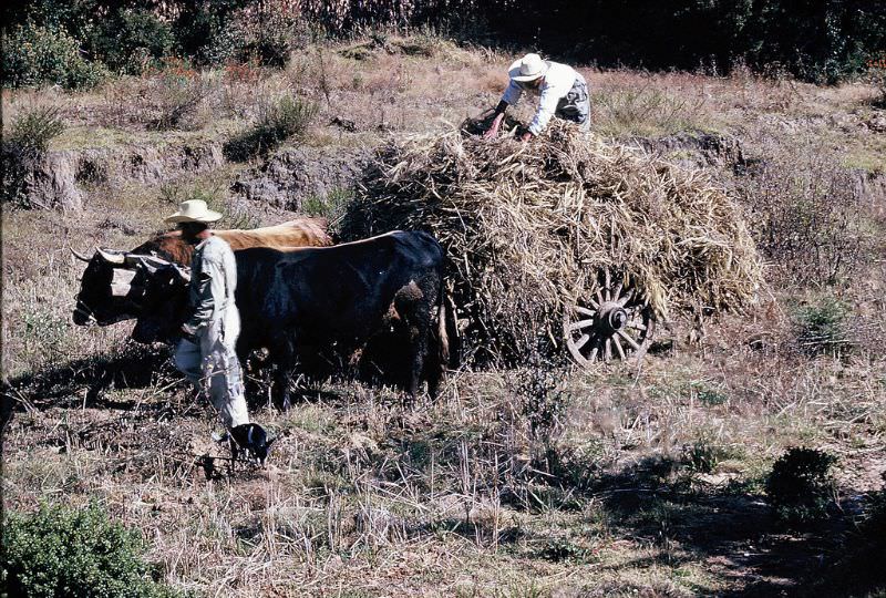 Oxcart loaded with corn stalks, Mexico, December 1958