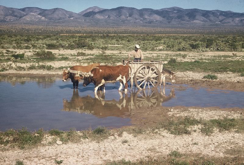 Oxcart, rural Mexico, December 1958
