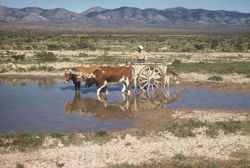 Oxcart, rural Mexico, December 1958