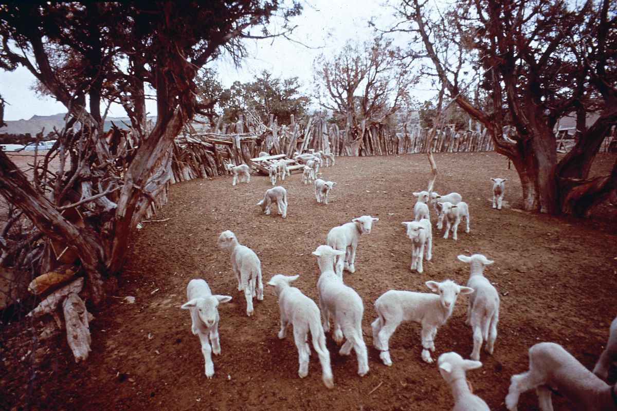 A sheep paddock in the Navajo Reservation in Coconino county, Arizona.