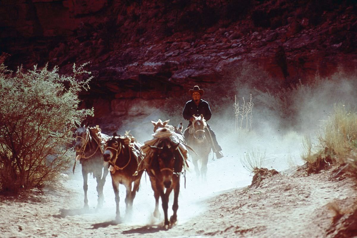 A man rides a mule train into the Grand Canyon near Peach Springs, Arizona.