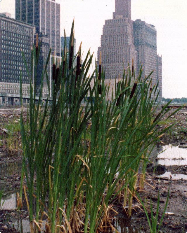 The Battery Park City landfill muck, New York, June 1974