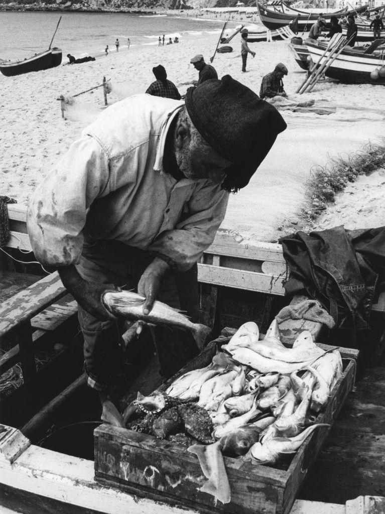 Fisherman sorting his catch in Nazaré, Portugal.