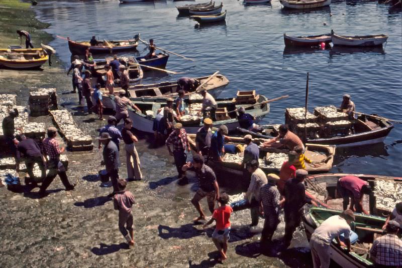 Catch of the Day, Sines, 1974