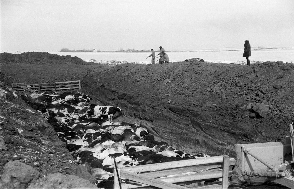 Dying cows due to hoof and mouth disease, Regina, Saskatchewan, March 1952