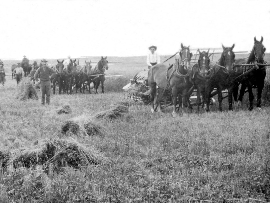 Cutting wheat on the Franklin Realty Company's farm, Nokomis, Saskatchewan