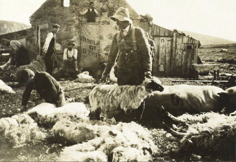 Sheep-shearing near The Dorback, 1907.