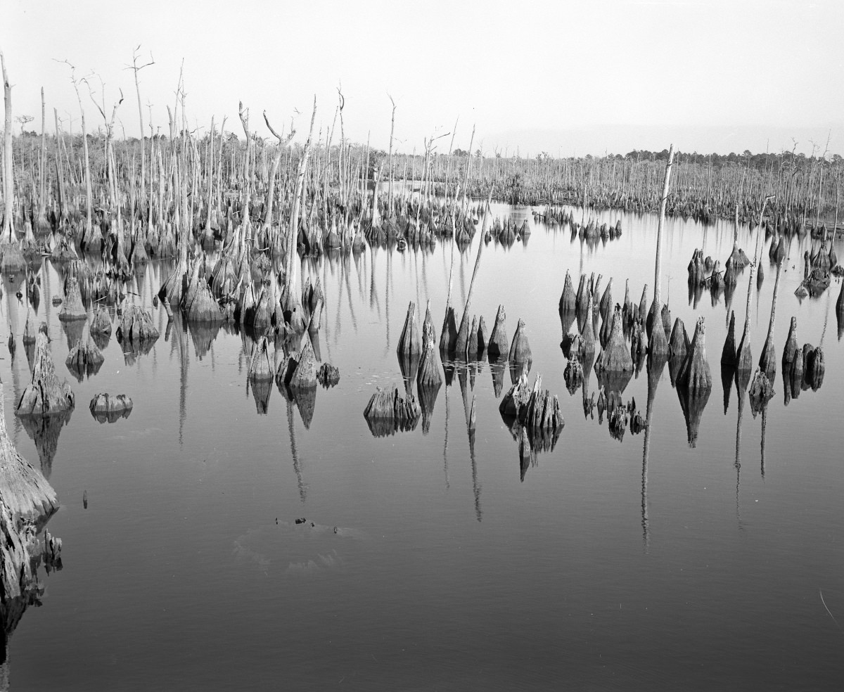 Dead lake with cypress knees, 1955