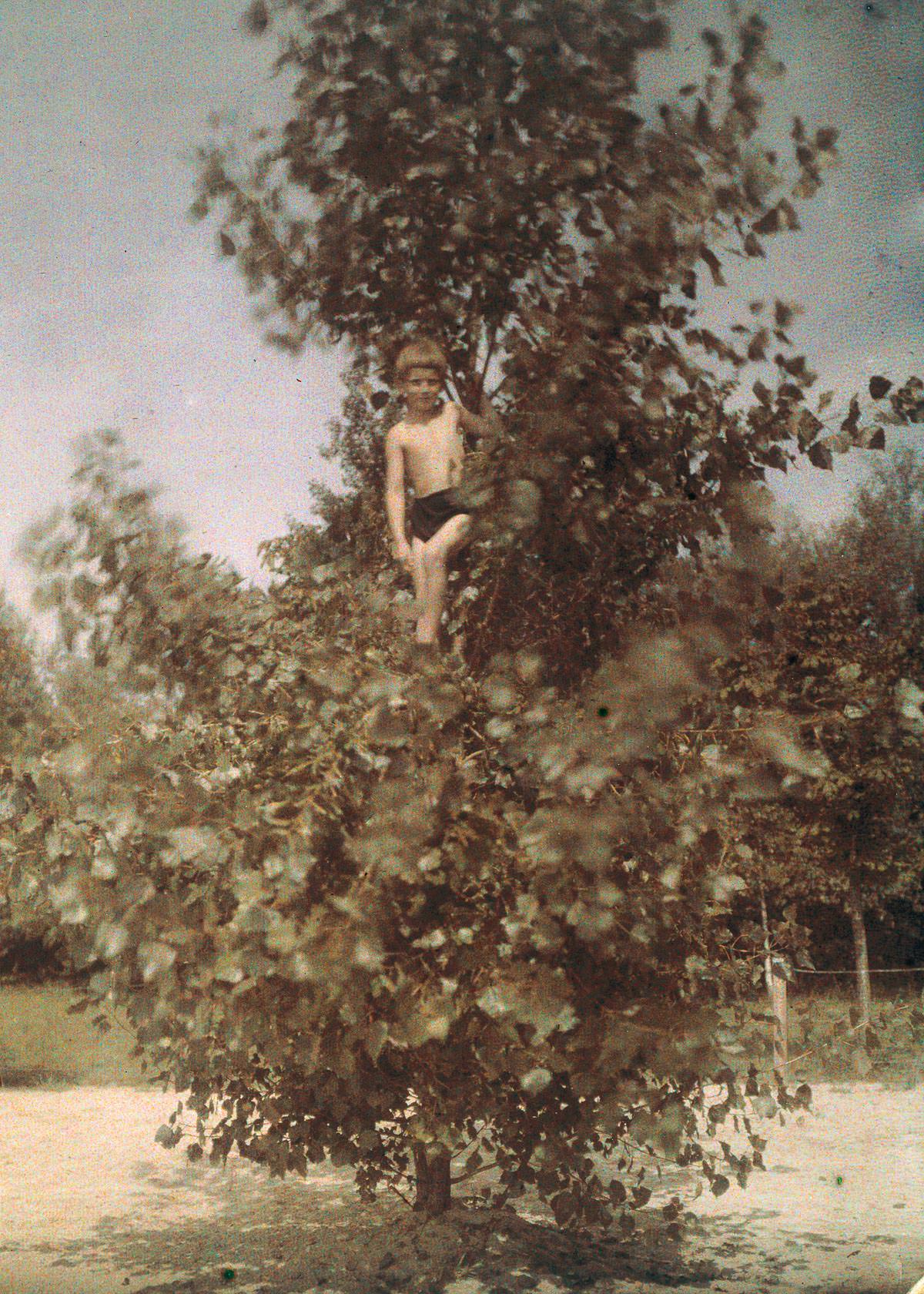Boy in a tree.c. 1920