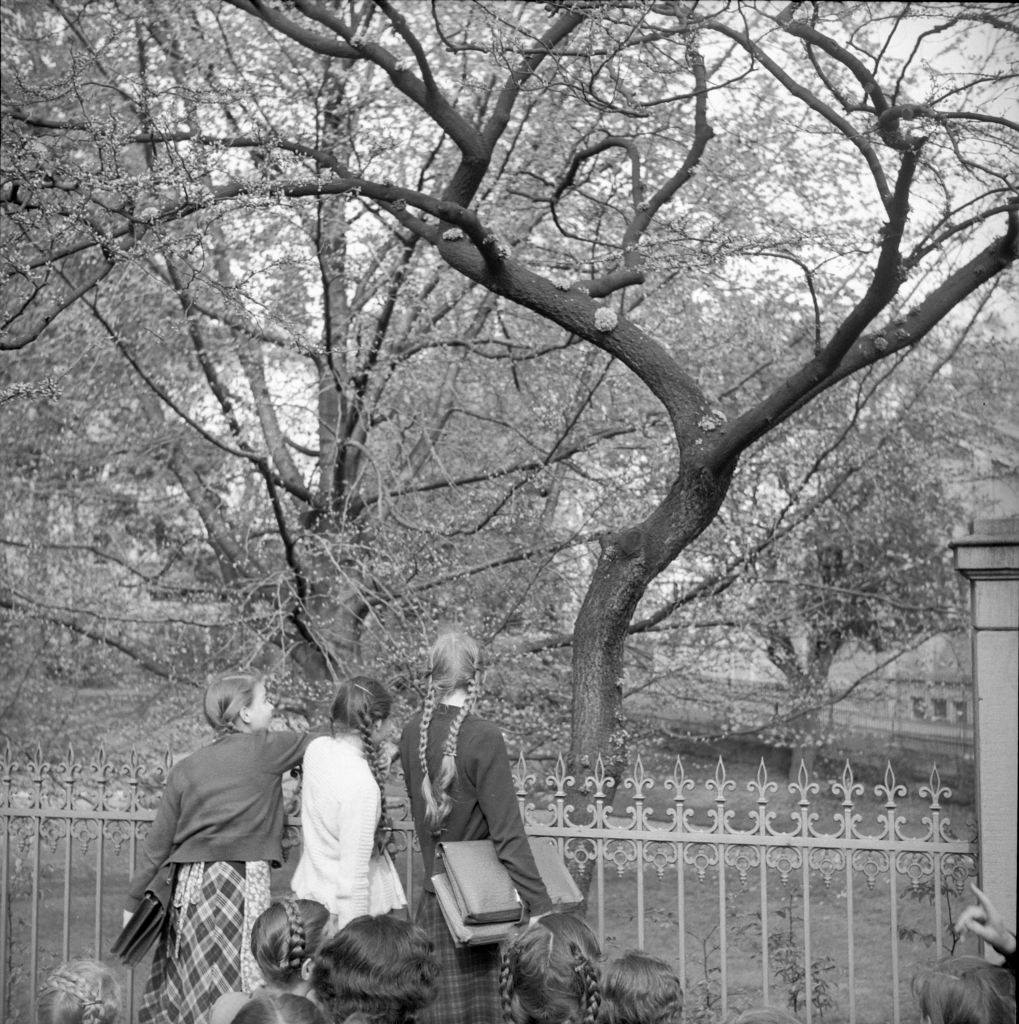 Judas tree at Hirschengraben, Zurich. 1950