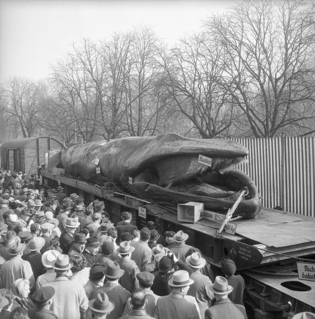 Onlookers watching dead whale, Zurich 1952.