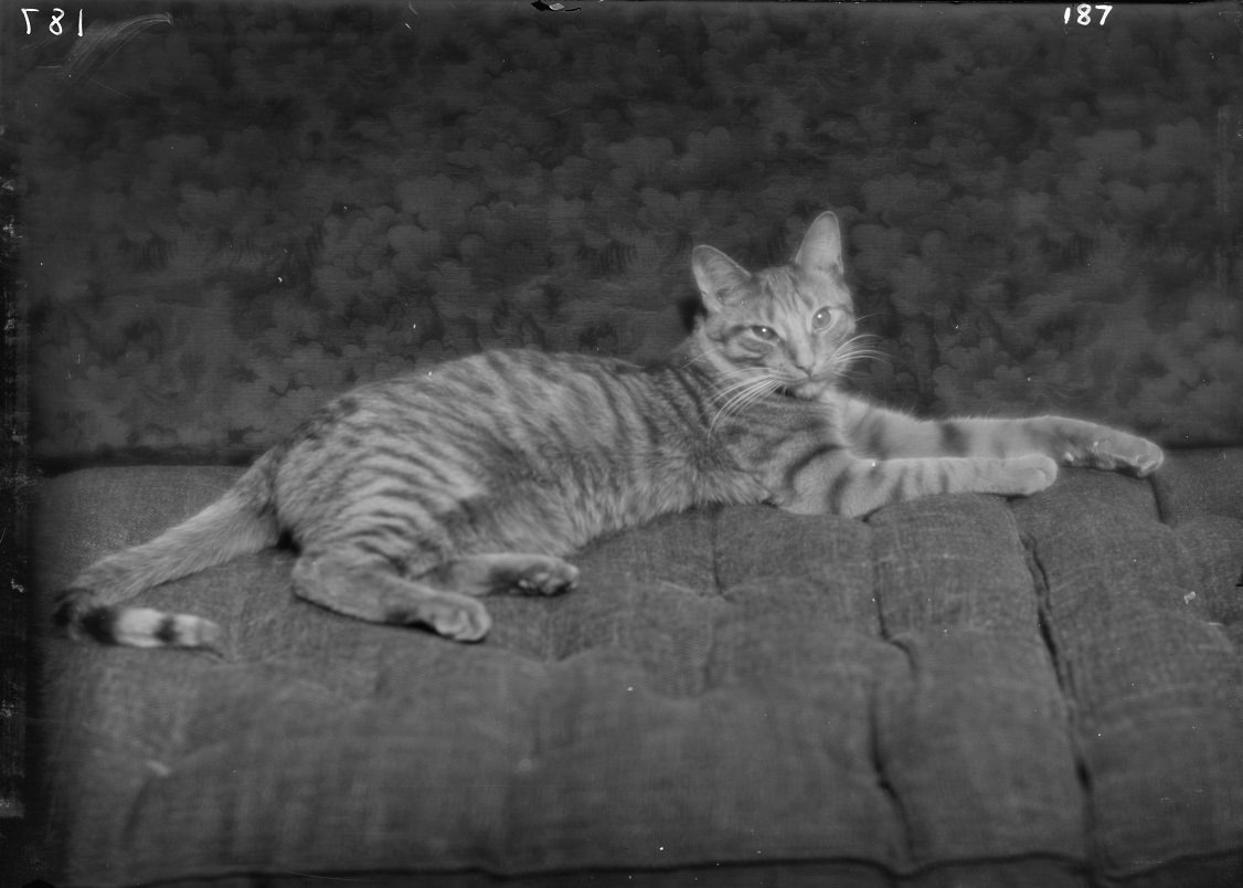 Buzzer the Studio Cat: A Photographer Used His Cuddly Cat as Adorable Prop In the 1900s