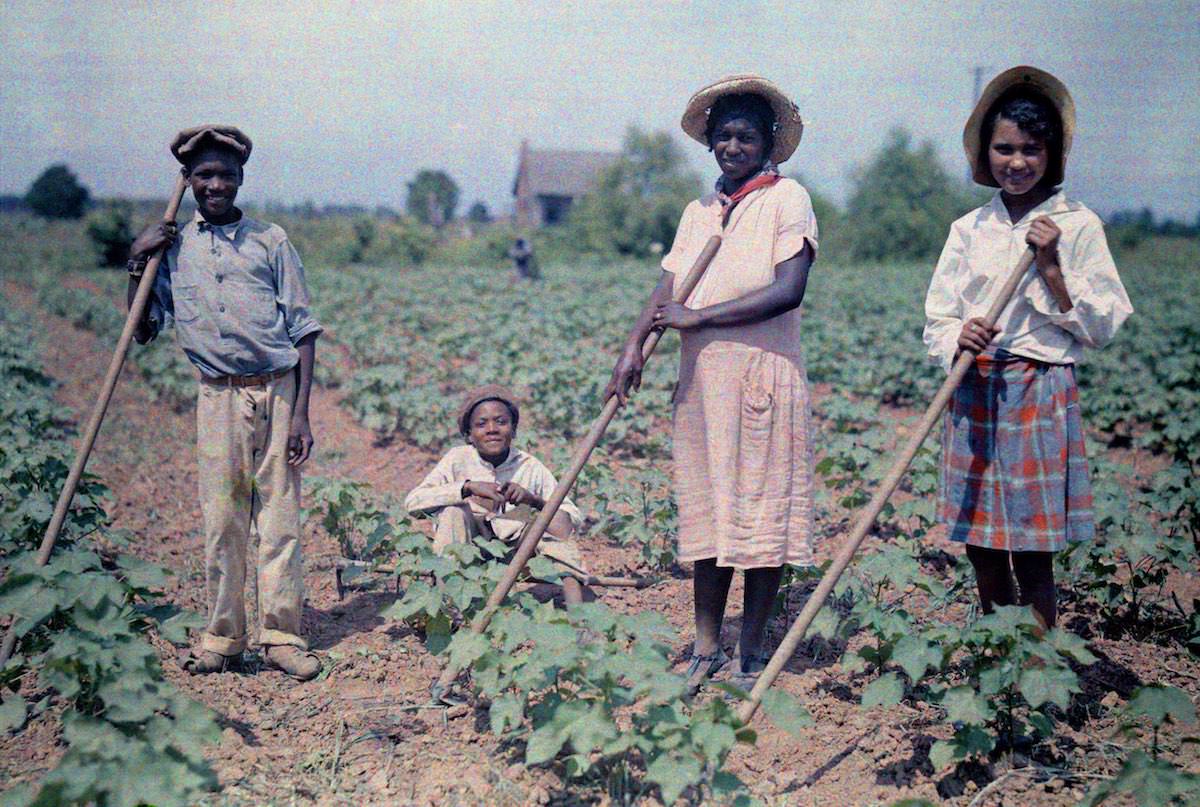 People in the cotton field in Louisiana.