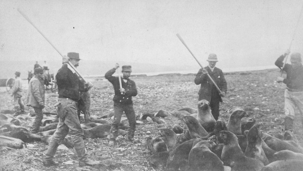 Inuits clubbing seals to death at the killing ground on St Paul Island in Alaska, 1880s.