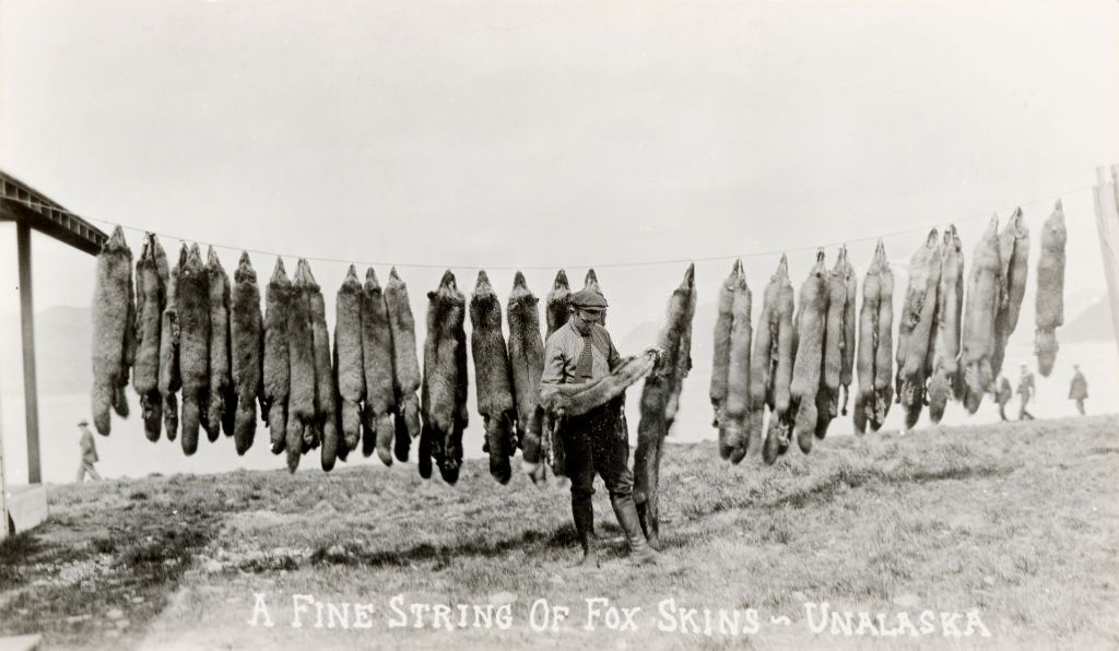 A fine string of fox skins, Unalaska, 1890.