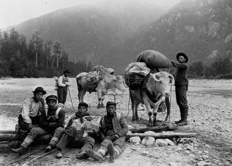 Five Chilkat porters pose with a miner and two oxen on the Dyea Trail, located at the head of the Chilkoot Trail, 1897.