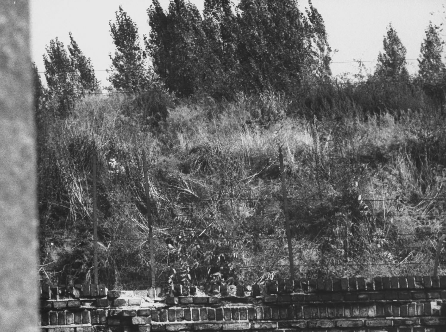 An East German teen hides in tall grass, far left, awaiting a chance to jump over the Berlin Wall in October 1961.