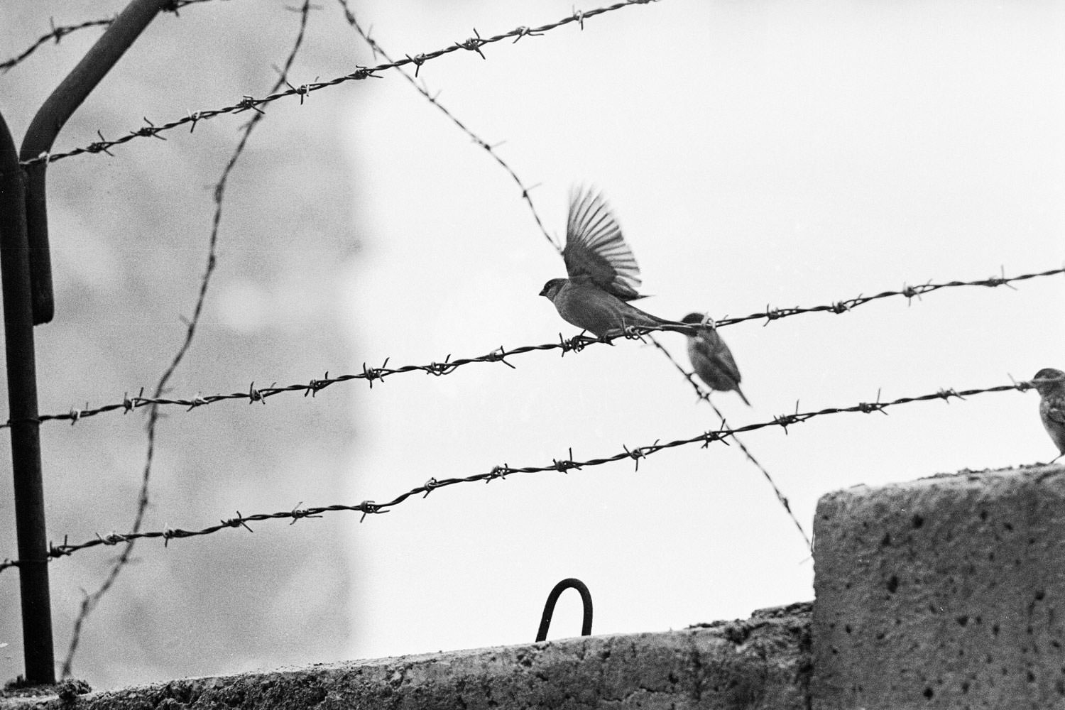 Birds on barbed wire strung atop the Berlin Wall in January 1962.