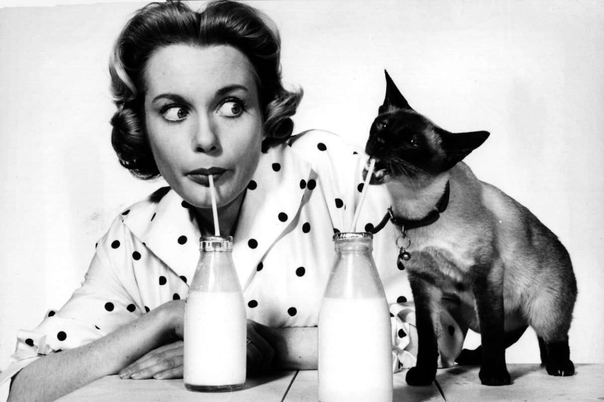 Josephine Griffin having a milk-off alongside a cat.