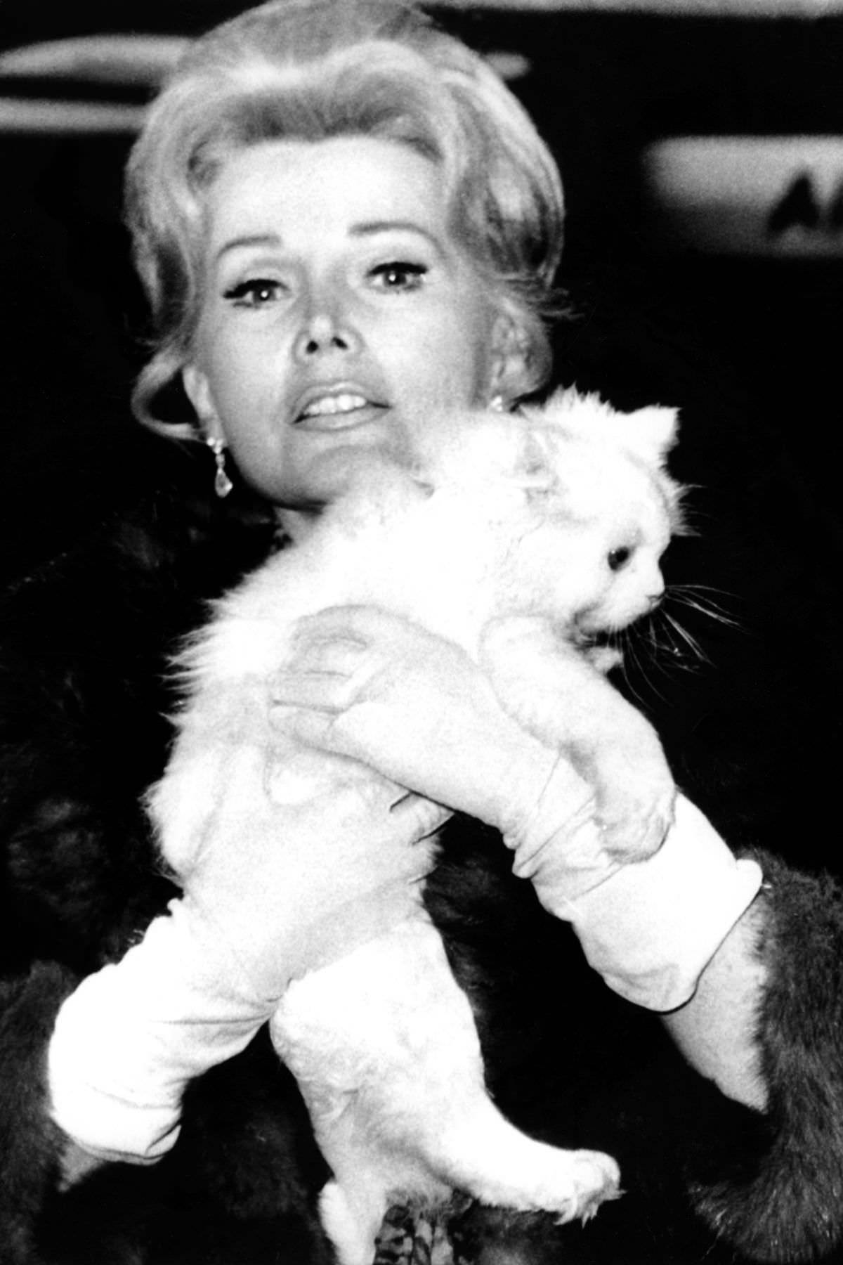 It is unclear who looks more distressed, the socialite Zsa Zsa Gabor or that cat, 1969.