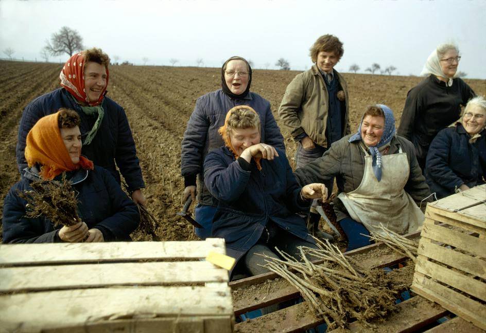 Women lifting potatoes in a field near MÙhlhausen in Thuringia.