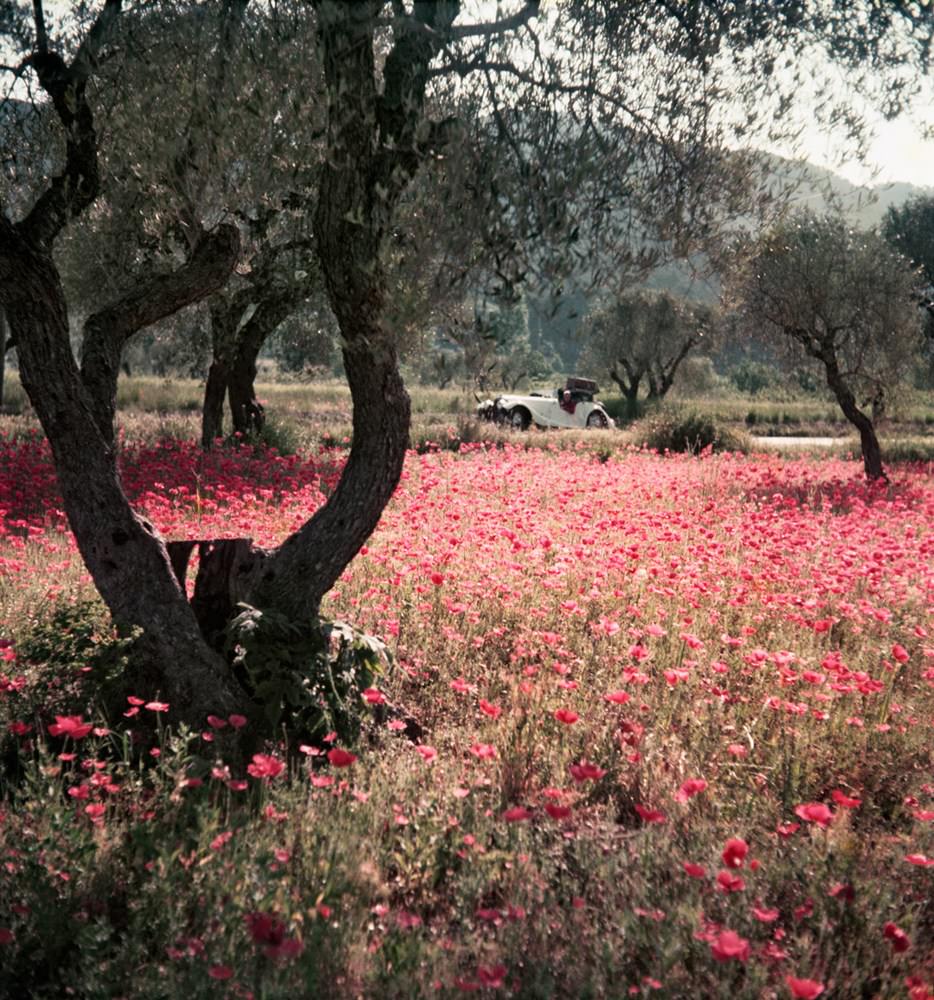 In the Morning, Provence, May 1954.