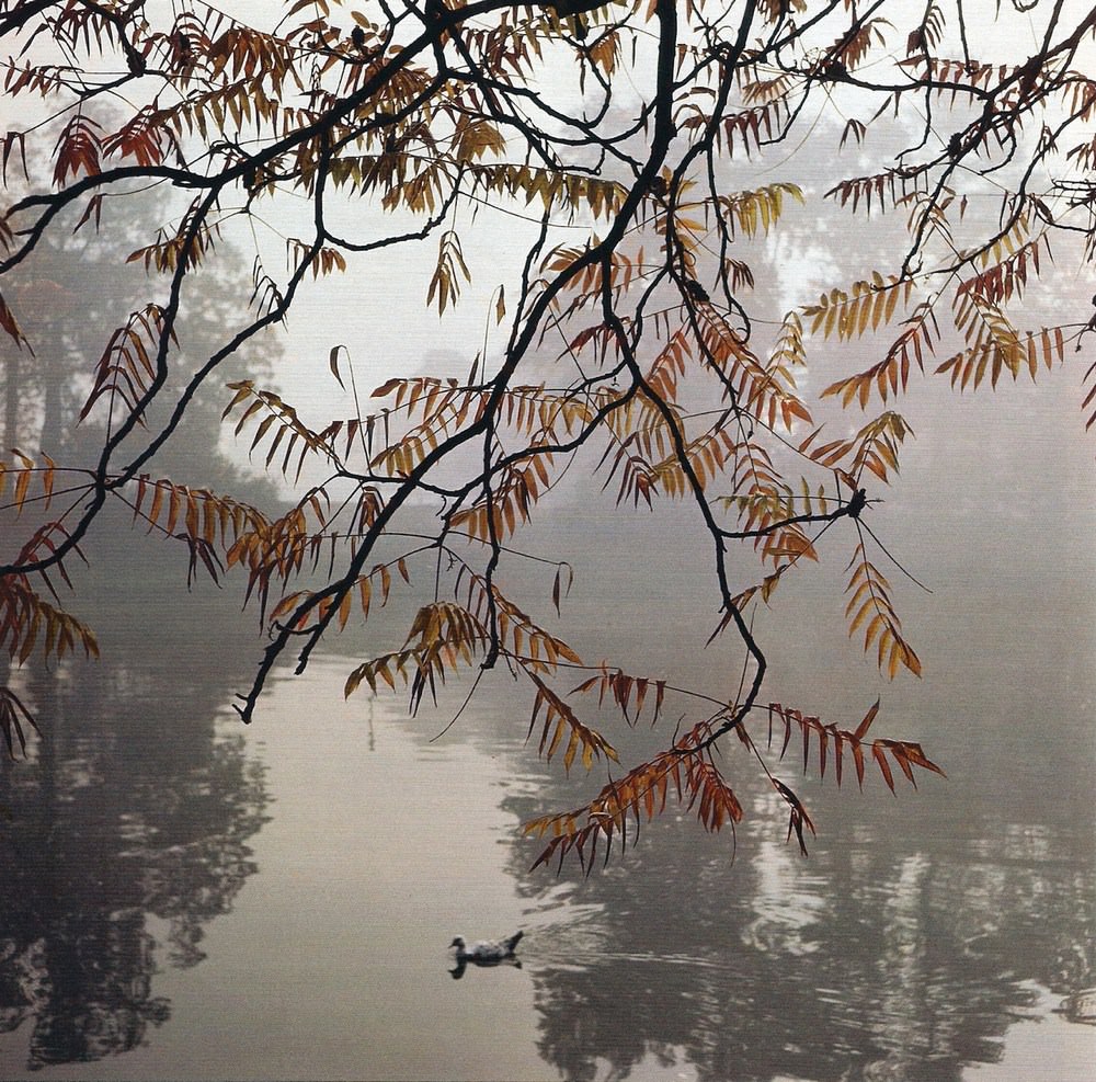 A duck swimming in the lake