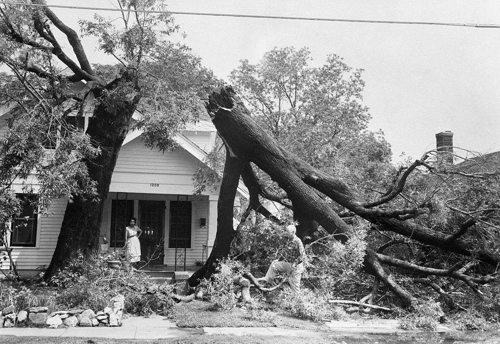 Dennis Turner looks over damage caused when this century-old tree was split by lightning during a astorm which deluged Houston in 6 inches of rain April 19th.