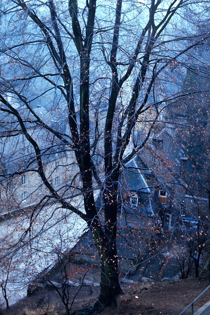 A Tree in Winter, Luxembourg City, Jan 1972