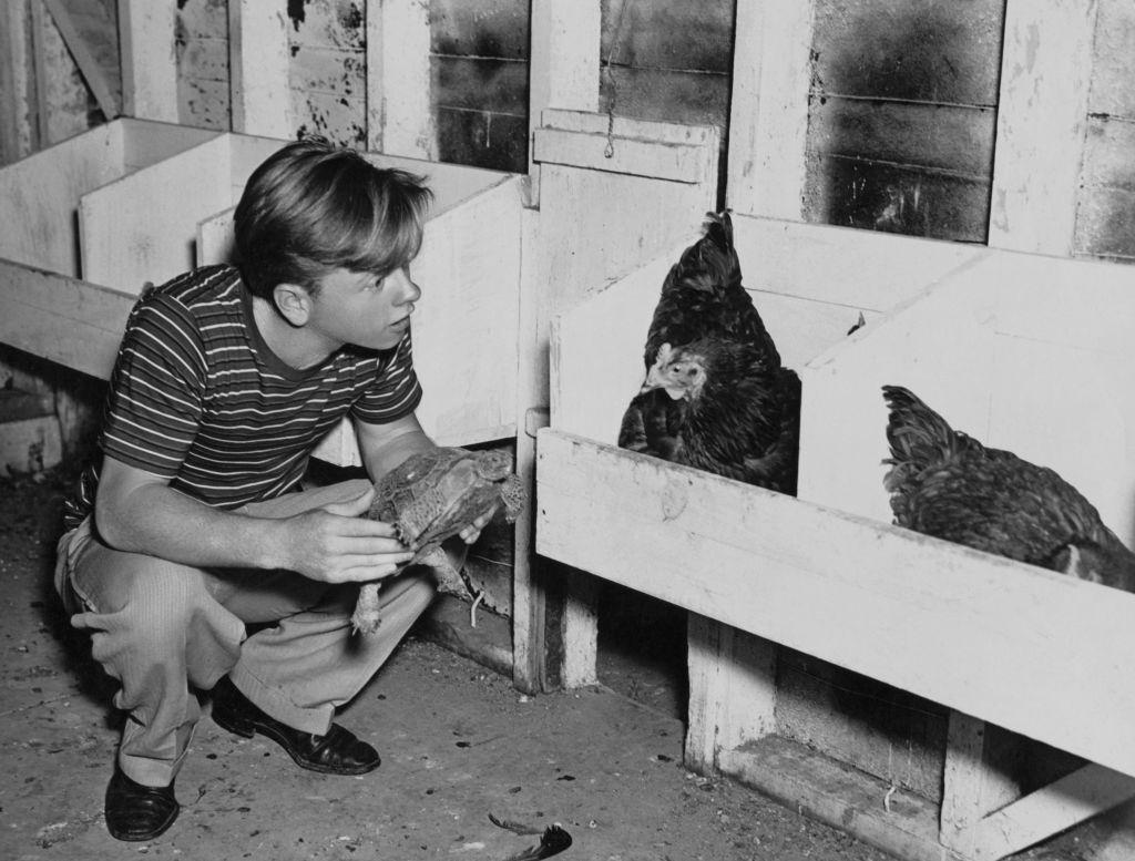 Mickey Rooney talks to his rooster while holding a pet turtle at his ranch in San fernando Valley, 1935.