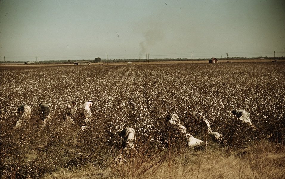 Day laborers picking cotton, near Clarksdale, Mississippi. November 1939