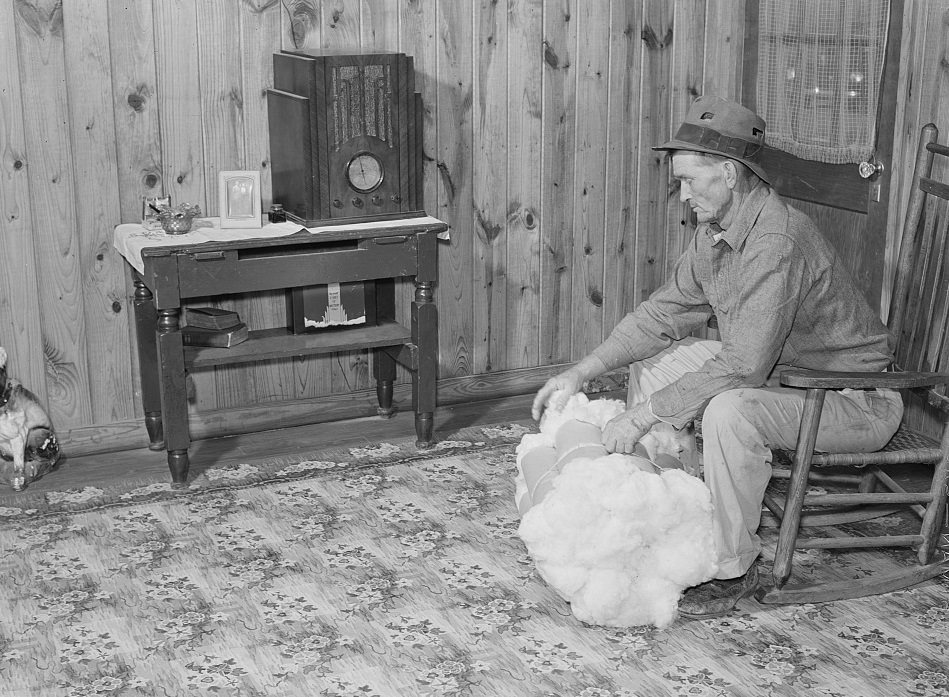 Project farmer with his cotton samples in the living room of his new home. Sunflower Plantations, Merigold. Mississippi Delta, November 1939