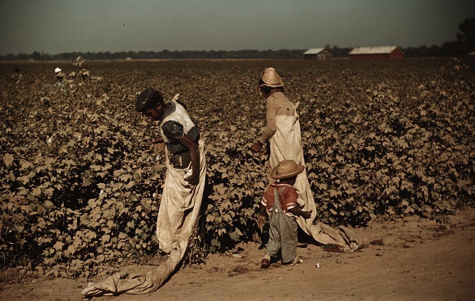 Day laborers picking cotton, near Clarksdale. Mississippi Delta, November 1939