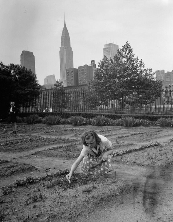 A girl tends a victory garden at a school on 1st Avenue.