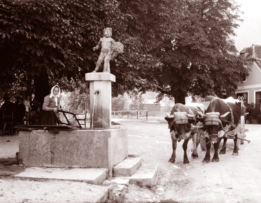 Girl at well with oxen, Austria, 1900s.