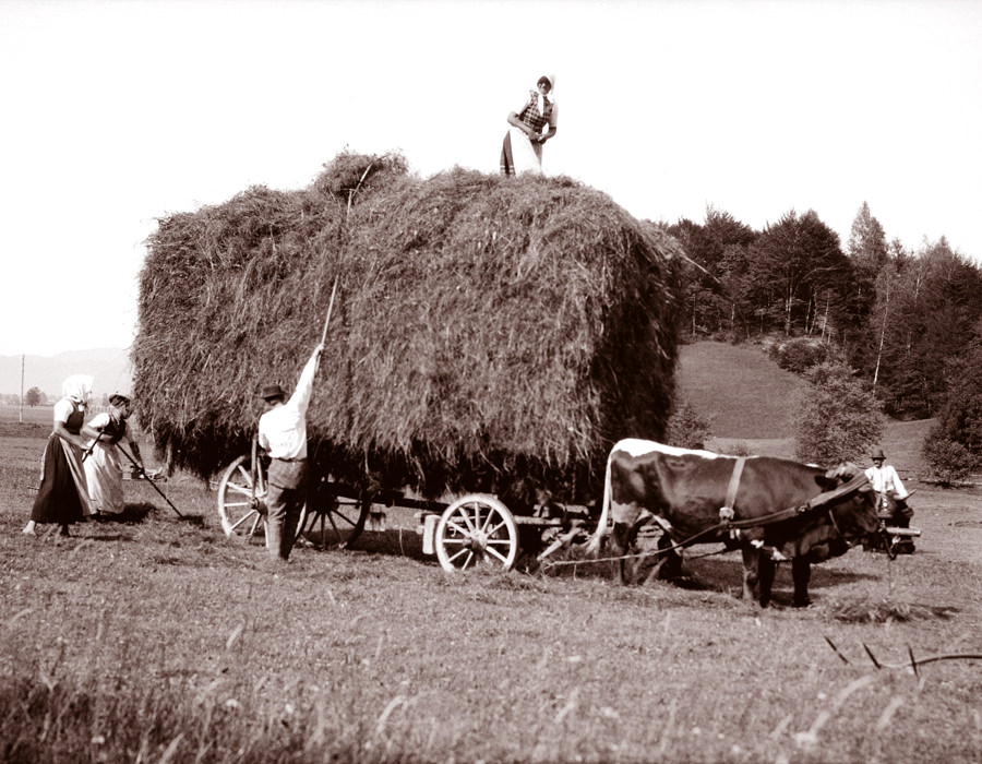 Haying with oxen, Austria, 1900s.