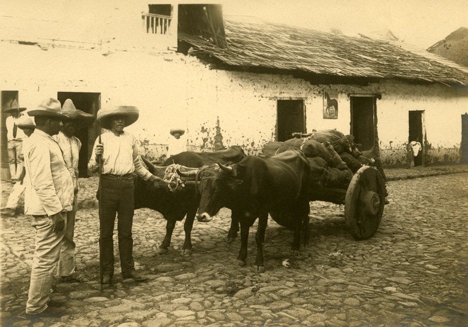 Men with oxen and cart. Mexico, 1904
