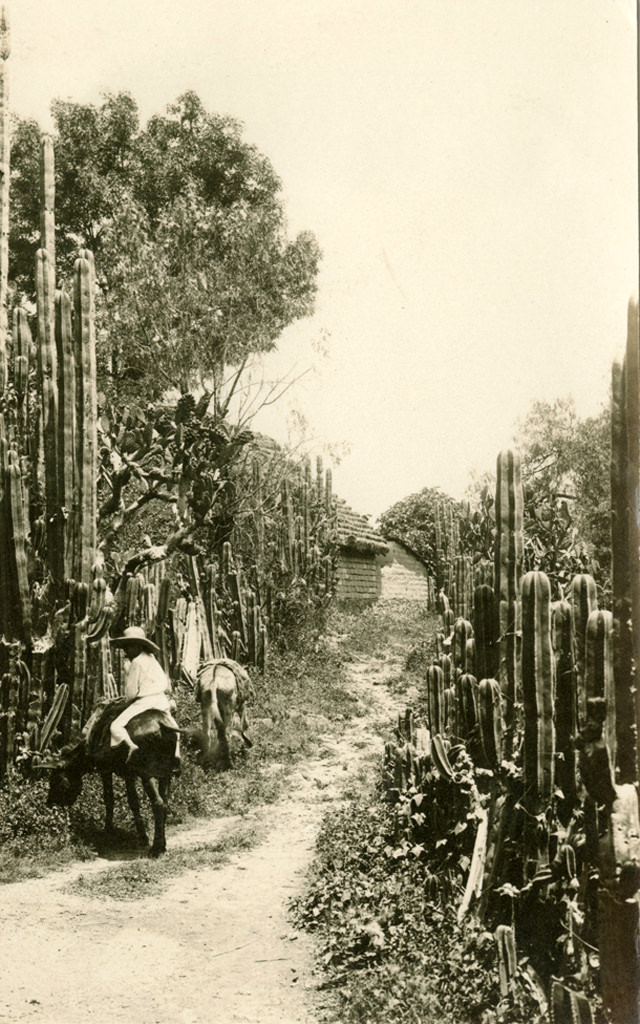 Native boy with mules or donkeys. Mexico, 1904