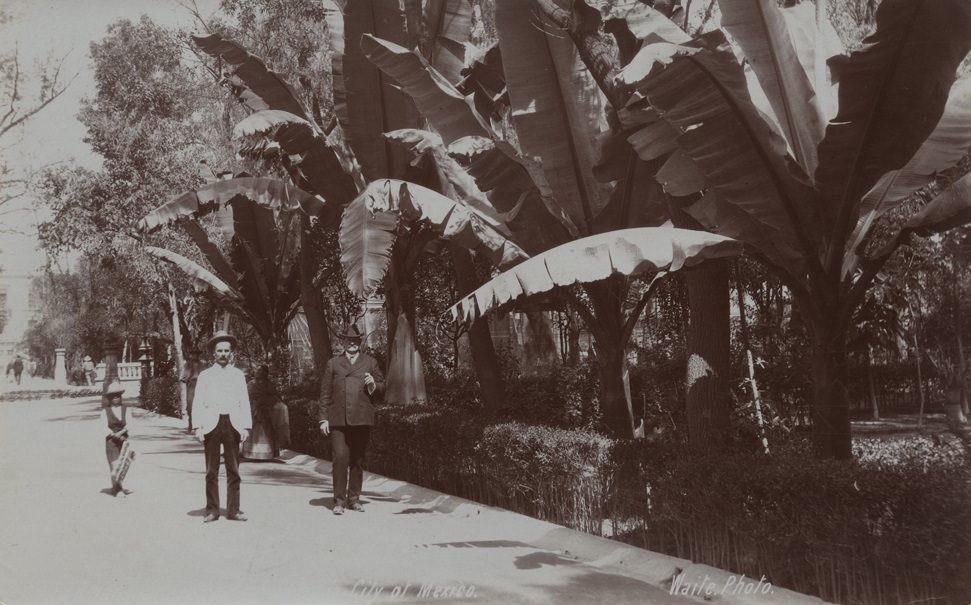 Banana tree in Alameda, City of Mexico, 1904