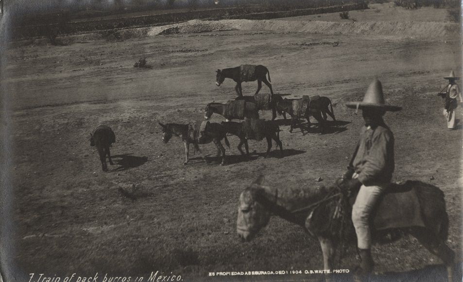 Train of pack burros in Mexico, 1904