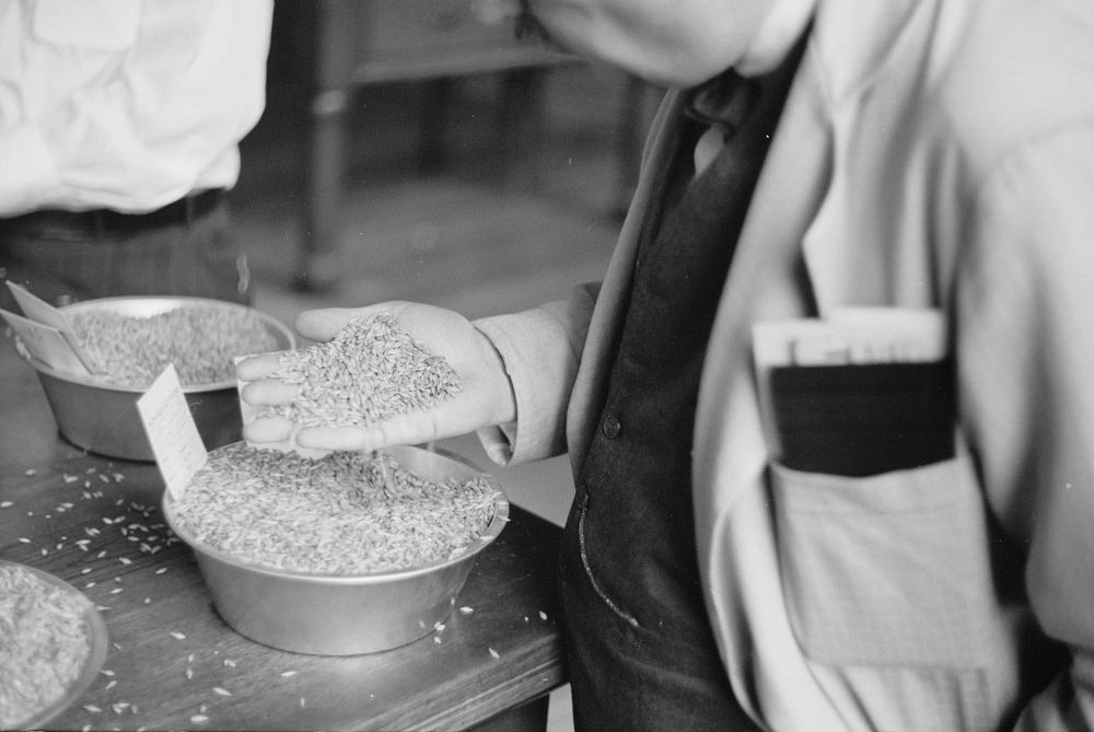 Buyer examining sample of oats at open market, Minneapolis Grain Exchange, Minnesota, 1939.