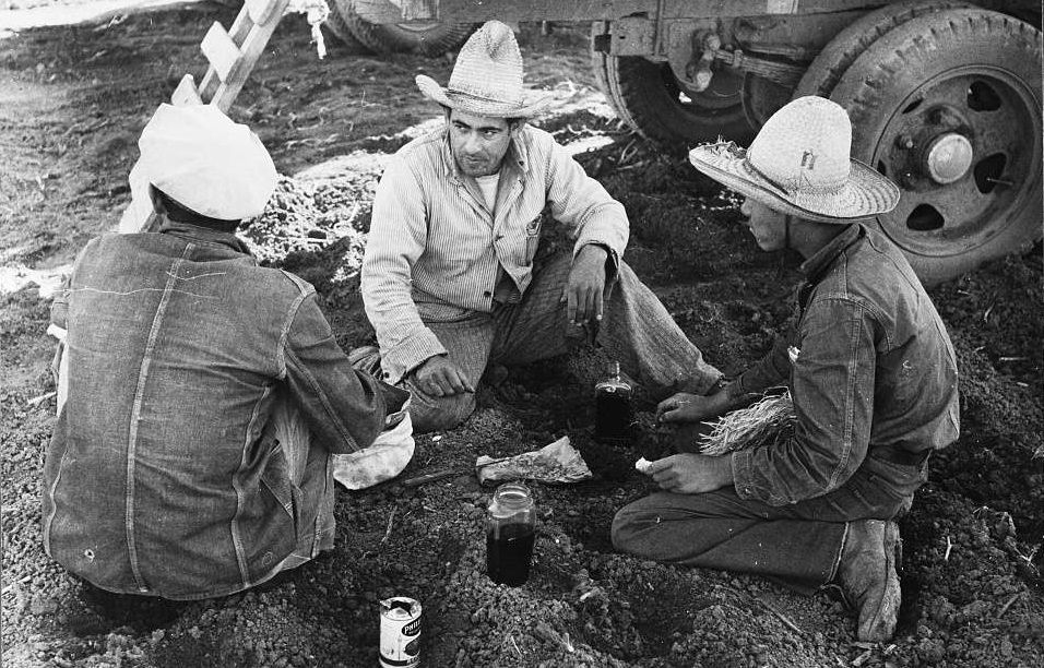 Mexican labor contractor in center with two carrot workers eating "second breakfast" near Santa Maria, Texas.