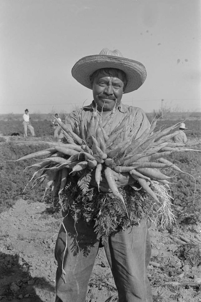 Mexican carrot worker, Edinburg, Texas, February 1939.