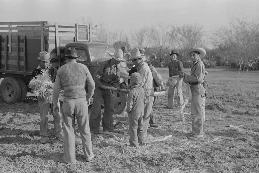 Group of Mexican laborers getting straw for tying carrots near Santa Maria, Texas, February 1939.