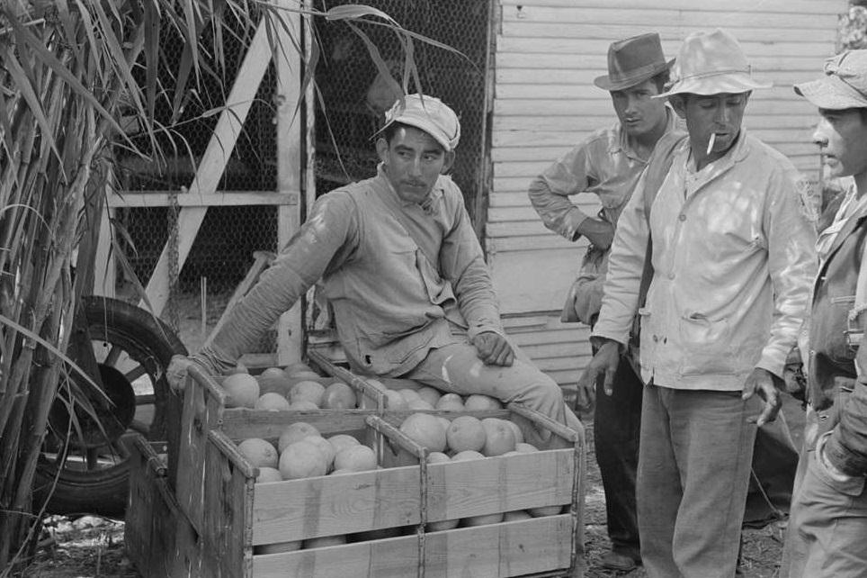 Mexican citrus workers near Weslaco, Texas, February 1939.