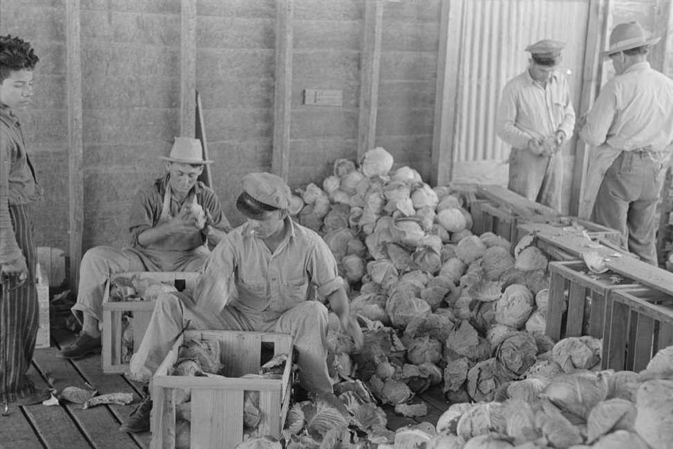 Packing cabbages into crates, Alamo, Texas, February 1939.