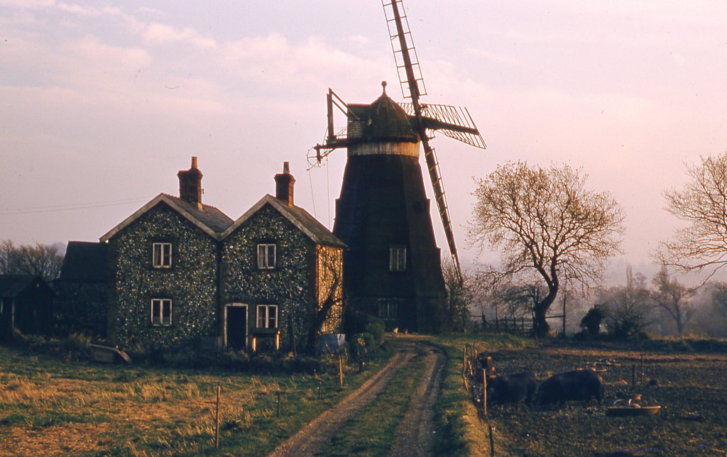 Windmill Newmarket, 1953