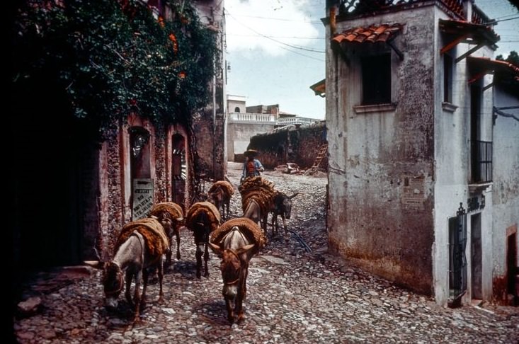 Burros on a street of Taxco, 1950s