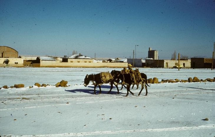 Three donkeys in light snow. Cuauhtemoc, 1950s
